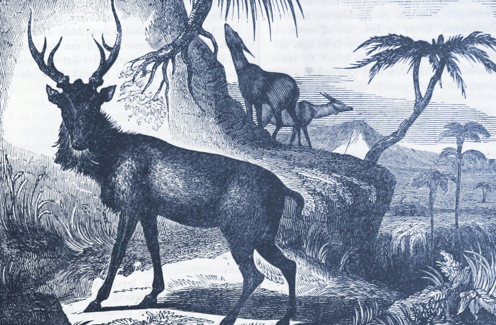 The symbolism of deer — Novlr